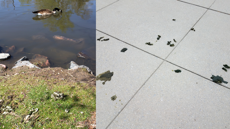 Poop battle at Santa Clara’s Central Park: 176 pounds of goose droppings reported each day