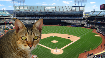 Feral cats create nuisance by taking the field at the Oakland Coliseum ahead of A’s home opener