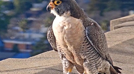 Famous falcon at UC Berkeley, Grinnell, likely hit and killed by a car downtown