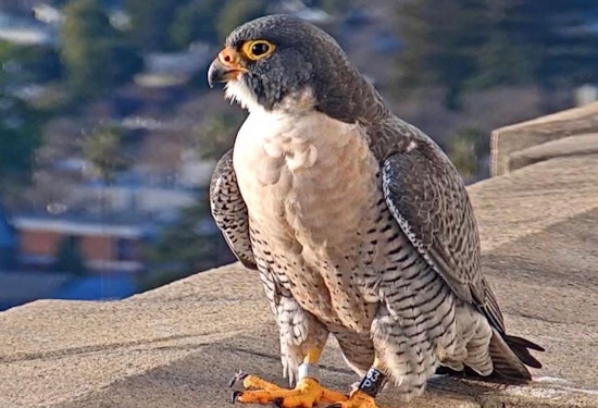 Famous falcon at UC Berkeley, Grinnell, likely hit and killed by a car downtown