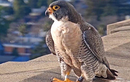 Famous falcon at UC Berkeley, Grinnell, likely hit and killed by a car downtown