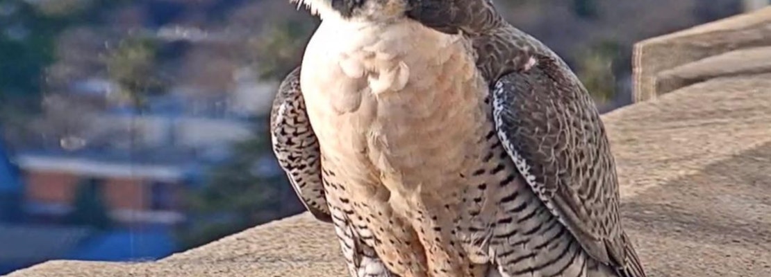 Famous falcon at UC Berkeley, Grinnell, likely hit and killed by a car downtown