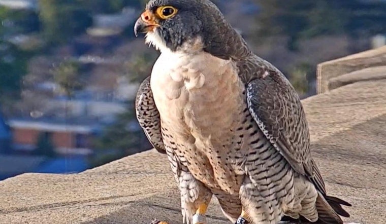 Famous falcon at UC Berkeley, Grinnell, likely hit and killed by a car downtown