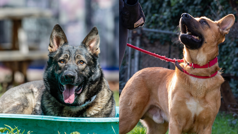 Oakland’s animal shelter has too many dogs, especially big ones; adoption fees drastically lowered