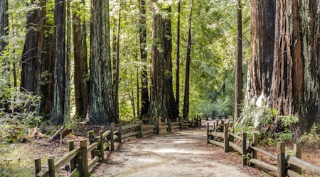 Opening date finally released for Big Basin Redwoods two years after devastating wildfire