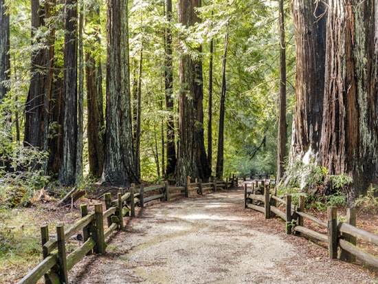 Opening date finally released for Big Basin Redwoods two years after devastating wildfire