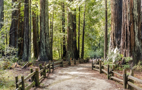 Opening date finally released for Big Basin Redwoods two years after devastating wildfire