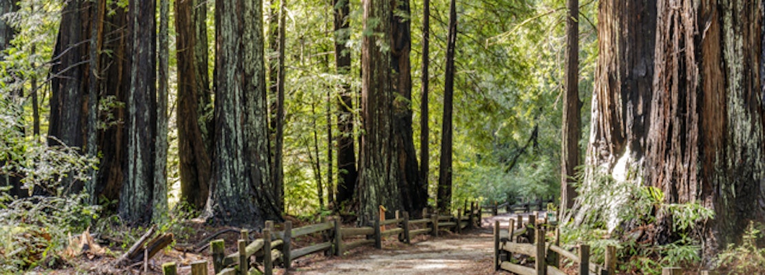 Opening date finally released for Big Basin Redwoods two years after devastating wildfire