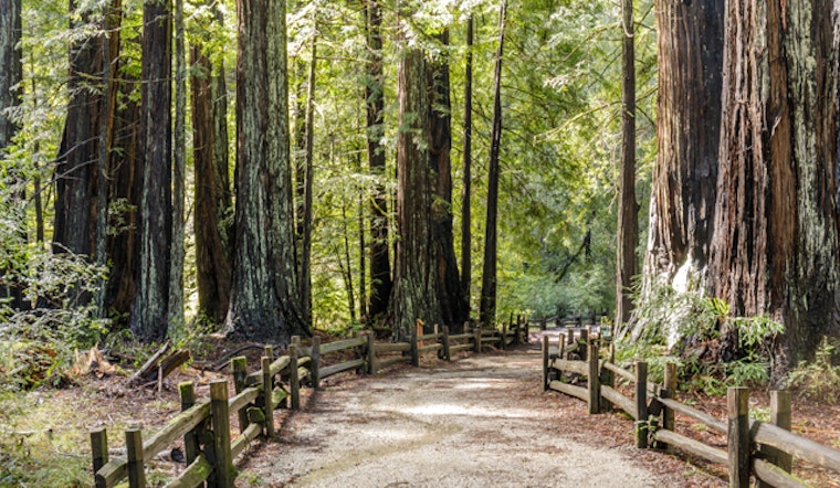 Opening date finally released for Big Basin Redwoods two years after devastating wildfire