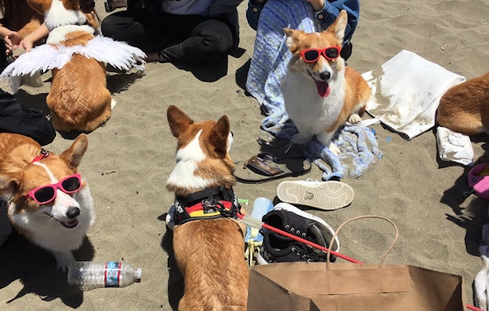 Corgi Con returns to San Francisco’s Ocean Beach this weekend after three-year hiatus