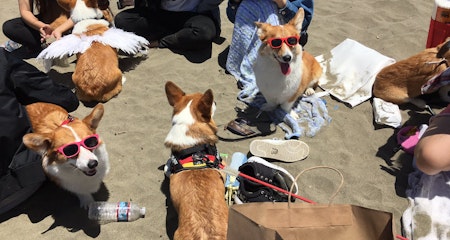 Corgi Con returns to San Francisco’s Ocean Beach this weekend after three-year hiatus