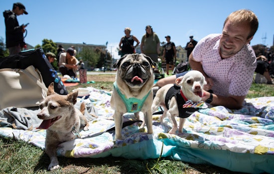 Three-Legged Dog Picnic returns again to Duboce Park with plenty of 'tri-pawed' tributes