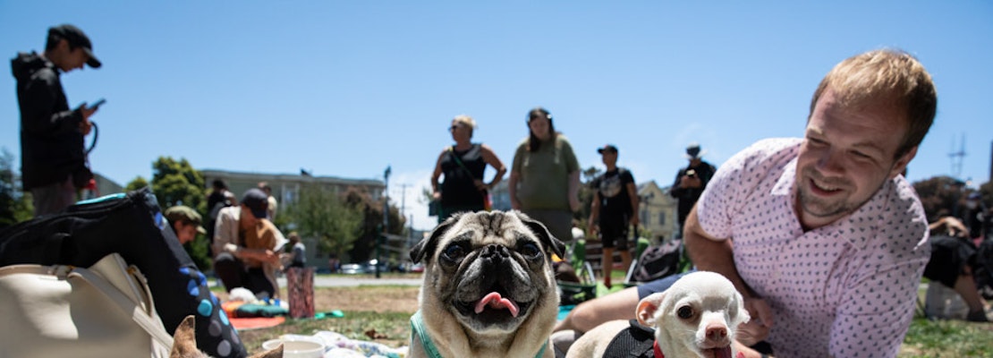 Three-Legged Dog Picnic returns again to Duboce Park with plenty of 'tri-pawed' tributes