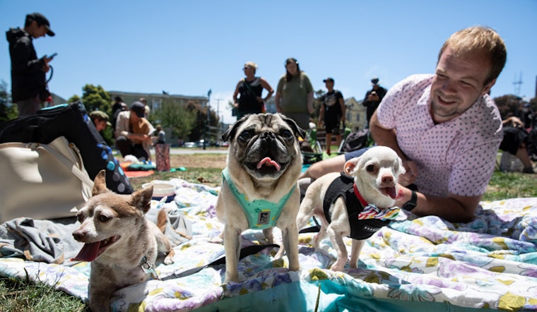 Three-Legged Dog Picnic returns again to Duboce Park with plenty of 'tri-pawed' tributes