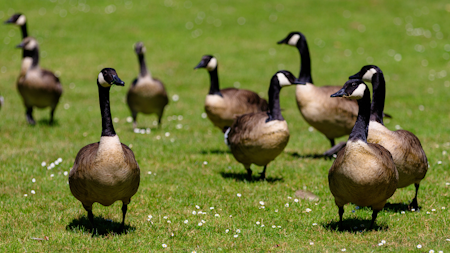 Foster City faces backlash after approving a plan to kill more than 100 geese