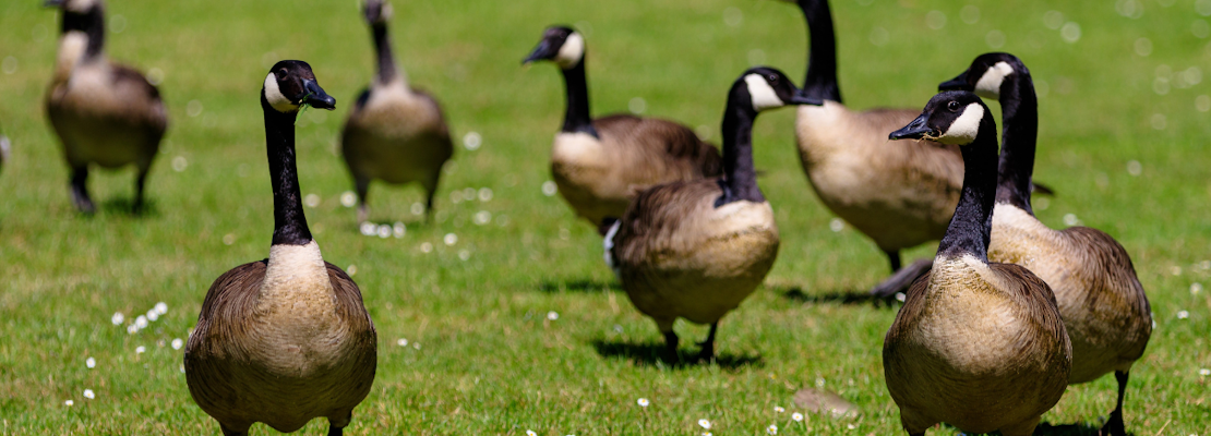 Foster City faces backlash after approving a plan to kill more than 100 geese