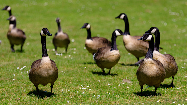 Foster City faces backlash after approving a plan to kill more than 100 geese