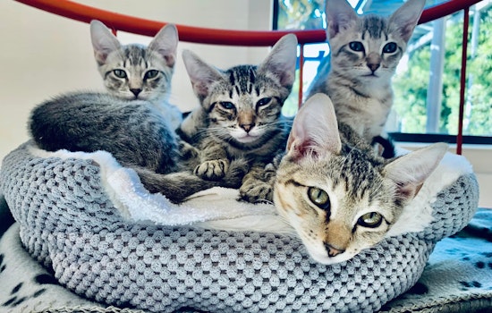 SF SPCA is hosting a Clear the Shelters event this weekend and will continue to waive adoption fees