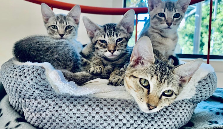 SF SPCA is hosting a Clear the Shelters event this weekend and will continue to waive adoption fees