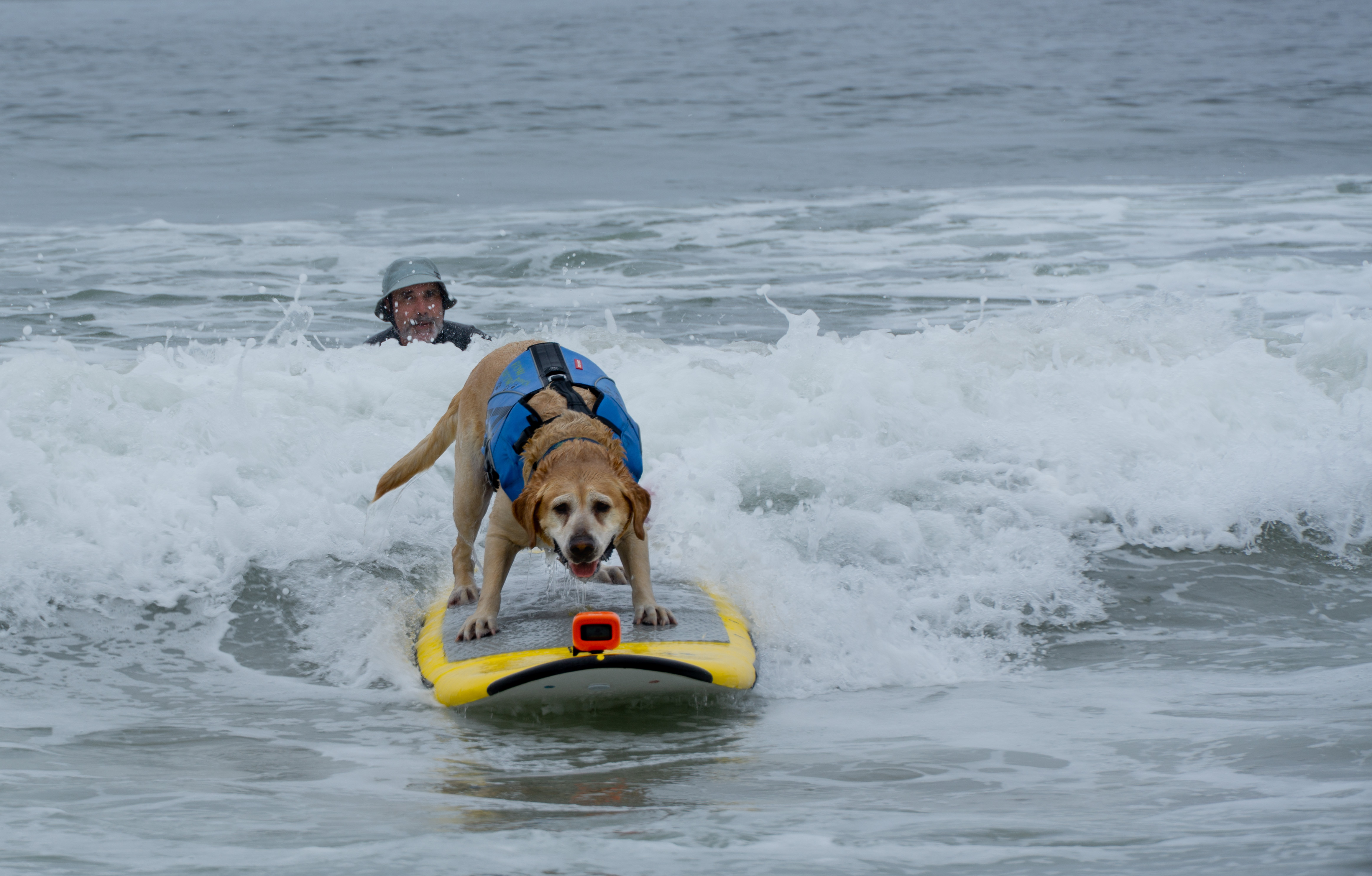 PHOTOS World Dog Surfing Championships in Pacifica