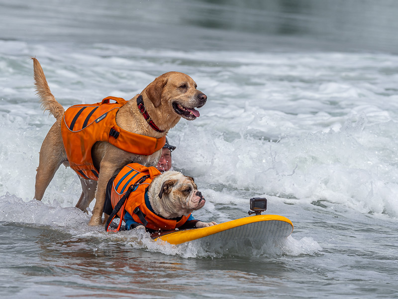 6 Top Dog Events in San Francisco