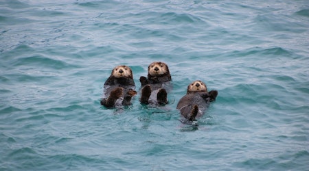 Thousands of Sea Otters Will Return to the Bay Area, According to Reintroduction Plan
