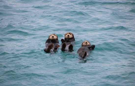 Thousands of Sea Otters Will Return to the Bay Area, According to Reintroduction Plan