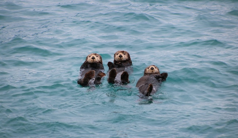 Thousands of Sea Otters Will Return to the Bay Area, According to Reintroduction Plan