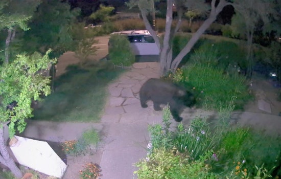 VIDEO: Big Black Bear Roaming Around Marin County Front Yard