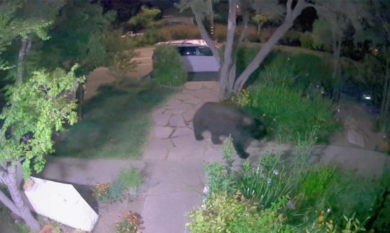 VIDEO: Big Black Bear Roaming Around Marin County Front Yard