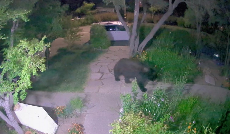 VIDEO: Big Black Bear Roaming Around Marin County Front Yard