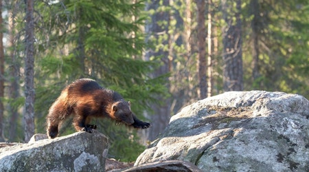 Return of the Wolverine: Second Sighting In California In 100 Years
