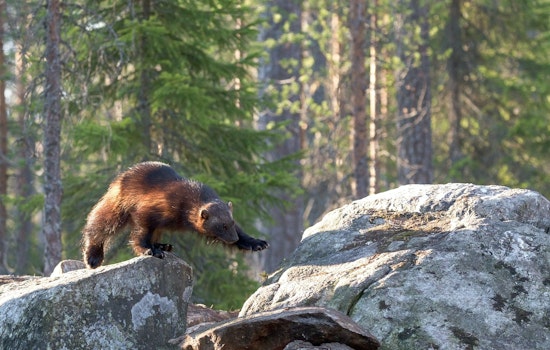 Return of the Wolverine: Second Sighting In California In 100 Years
