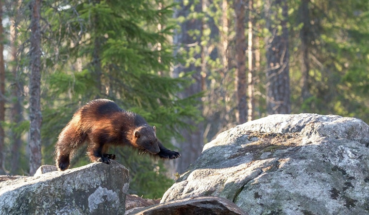 Return of the Wolverine: Second Sighting In California In 100 Years