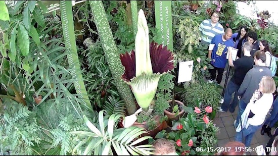 Experience the Stench of Rotten Flesh, as San Francisco's Corpse Flower Is Set to Bloom Again!