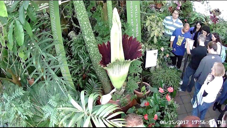 Experience the Stench of Rotten Flesh, as San Francisco's Corpse Flower Is Set to Bloom Again!