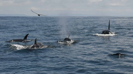 Over 20 Orcas Found Off Farallon Islands, Likely Feeding on Seal and Baby Whale Pups