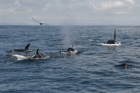 Over 20 Orcas Found Off Farallon Islands, Likely Feeding on Seal and Baby Whale Pups