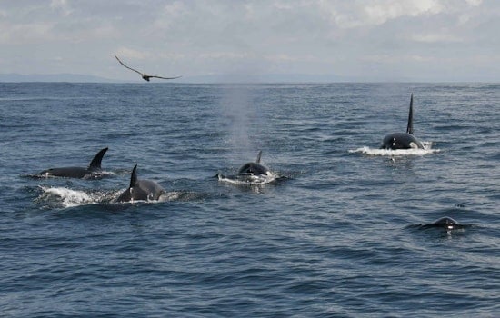 Over 20 Orcas Found Off Farallon Islands, Likely Feeding on Seal and Baby Whale Pups