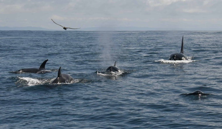 Over 20 Orcas Found Off Farallon Islands, Likely Feeding on Seal and Baby Whale Pups