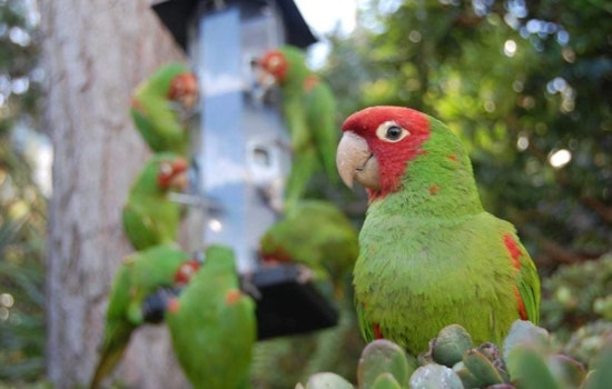 San Francisco Sea Lion Lovers Call The Decision "Hasty," But The Wild Parrots Are Now SF's Official Animal
