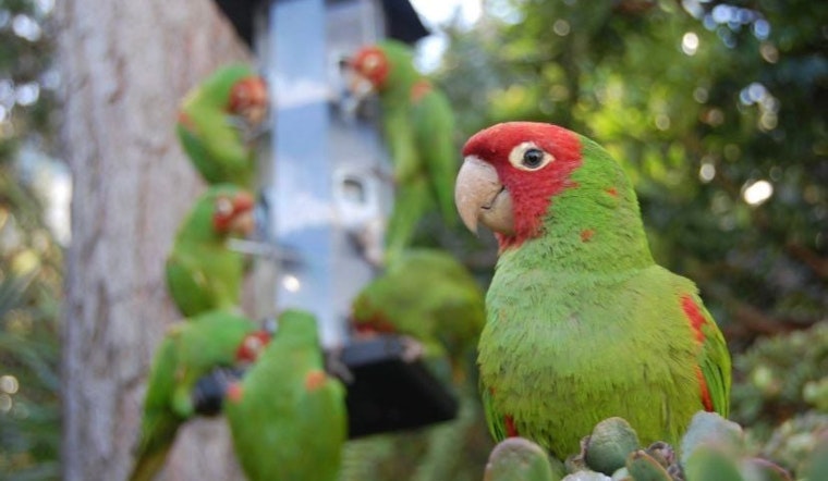 San Francisco Sea Lion Lovers Call The Decision "Hasty," But The Wild Parrots Are Now SF's Official Animal