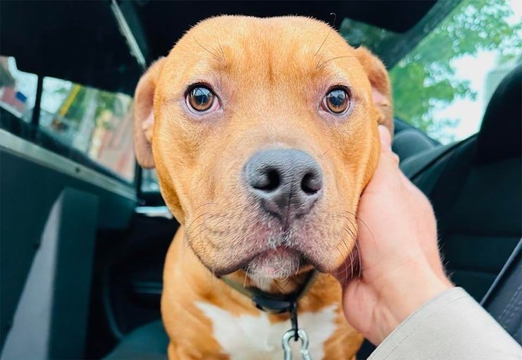 Potentially Abandoned Pitbull Pup Found Wandering on Bay Bridge; SFAC&C Looking for Owner