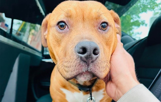 Potentially Abandoned Pitbull Pup Found Wandering on Bay Bridge; SFAC&C Looking for Owner
