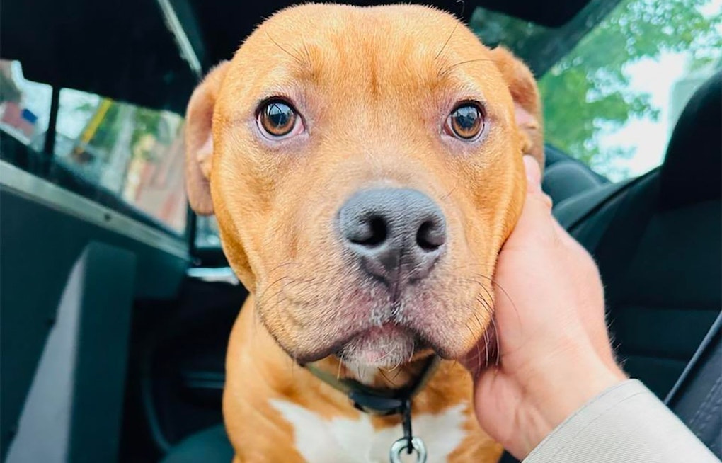 Potentially Abandoned Pitbull Pup Found Wandering on Bay Bridge; SFAC&C Looking for Owner