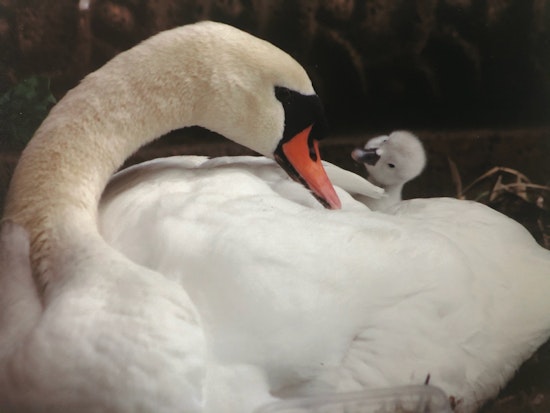 Palace of Fine Arts lagoon’s 28-year-old swan Blanche has died 