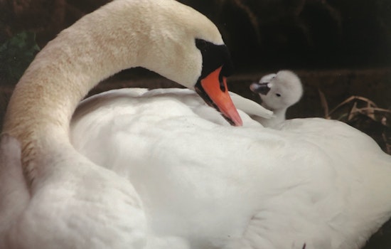 Palace of Fine Arts lagoon’s 28-year-old swan Blanche has died