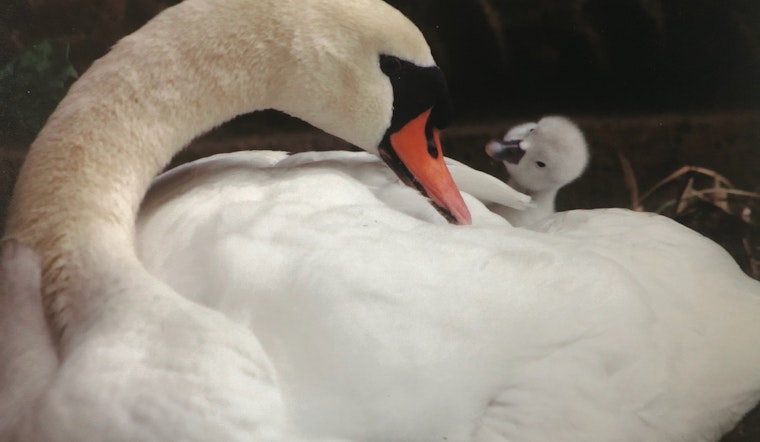 Palace of Fine Arts lagoon’s 28-year-old swan Blanche has died 