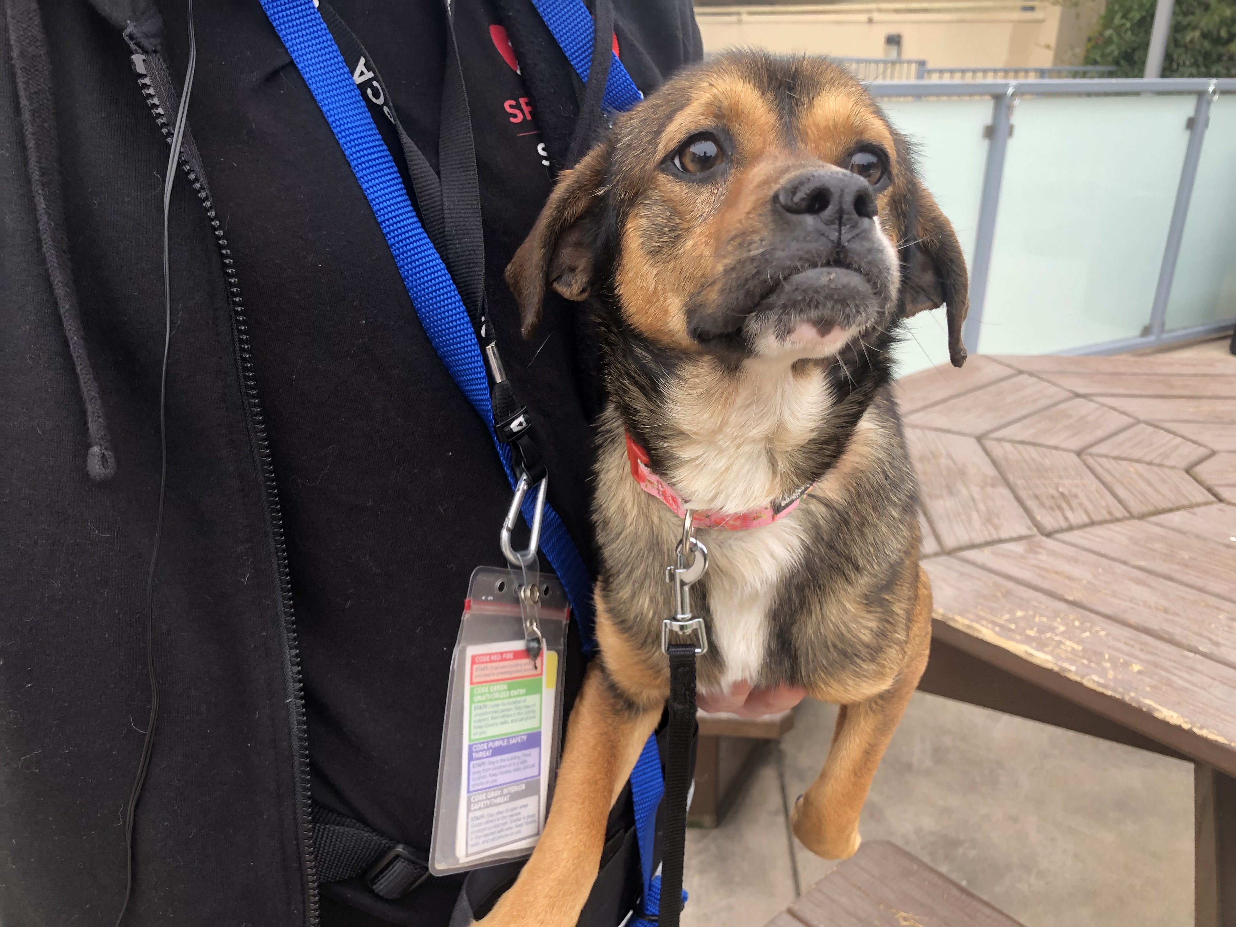 Sf spca dog store adoption