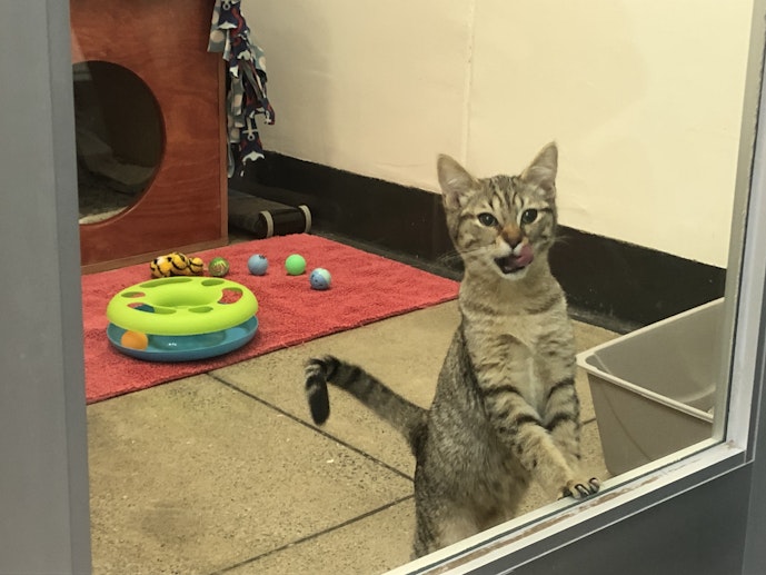SF SPCA celebrating 155th anniversary, offering free adoptions